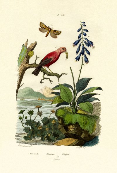 Daglilje, 1833-39 av French School